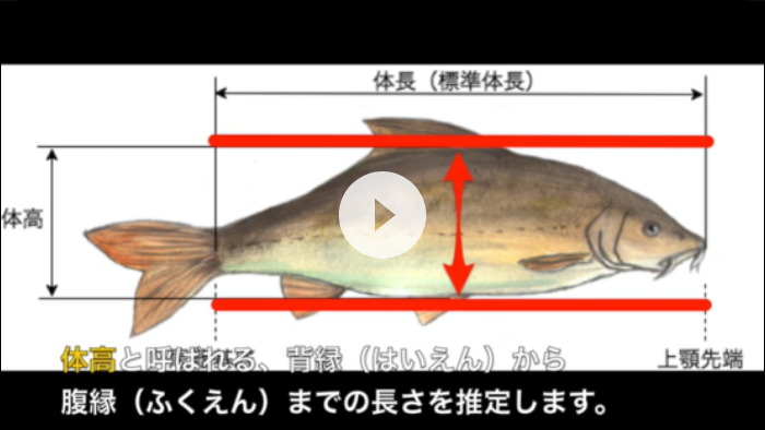 AI fish body size measurement