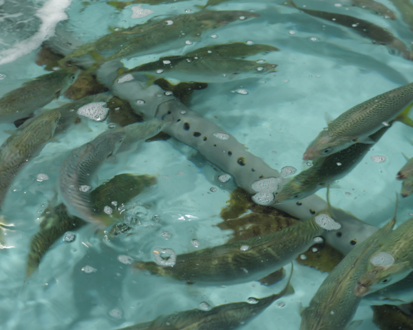 サバ養殖生簀の水質管理　画像