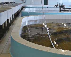 水産試験場の水質管理　画像